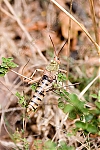 Filename=_MG_9639_Zulu_Grasshopper.jpg
Filesize=69KiB
Dimensions=500x750
Date added=Oct 11, 2005 _MG_9639_Zulu_Grasshopper.jpg
