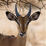 Ongava_springbok_MG_6980.jpg