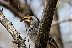 Filename=_MG_0119_Krueger_Bird.jpg
Filesize=74KiB
Dimensions=750x500
Date added=Oct 14, 2005 _MG_0119_Krueger_Bird.jpg