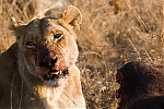 Filename=_MG_0367_Londolozi_Lion.jpg
Filesize=149KiB
Dimensions=900x600
Date added=Dec 05, 2005 _MG_0367_Londolozi_Lion.jpg