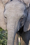Filename=_MG_8500_Addo_Elephants.jpg
Filesize=73KiB
Dimensions=500x750
Date added=Oct 22, 2005 _MG_8500_Addo_Elephants.jpg