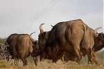 Filename=_MG_8689_Addo_Buffallos.jpg
Filesize=73KiB
Dimensions=750x500
Date added=Oct 07, 2005 _MG_8689_Addo_Buffallos.jpg