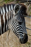Filename=_MG_9910_Phinda_Zebra.jpg
Filesize=121KiB
Dimensions=533x800
Date added=Dec 11, 2005 _MG_9910_Phinda_Zebra.jpg