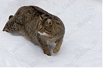 Filename=watermark7.jpg
Filesize=354KiB
Dimensions=900x599
Date added=Feb 20, 2008 watermark7.jpg