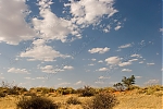 Filename=_MG_5159_Kalahari_Sky.jpg
Filesize=147KiB
Dimensions=900x600
Date added=Oct 12, 2006 _MG_5159_Kalahari_Sky.jpg